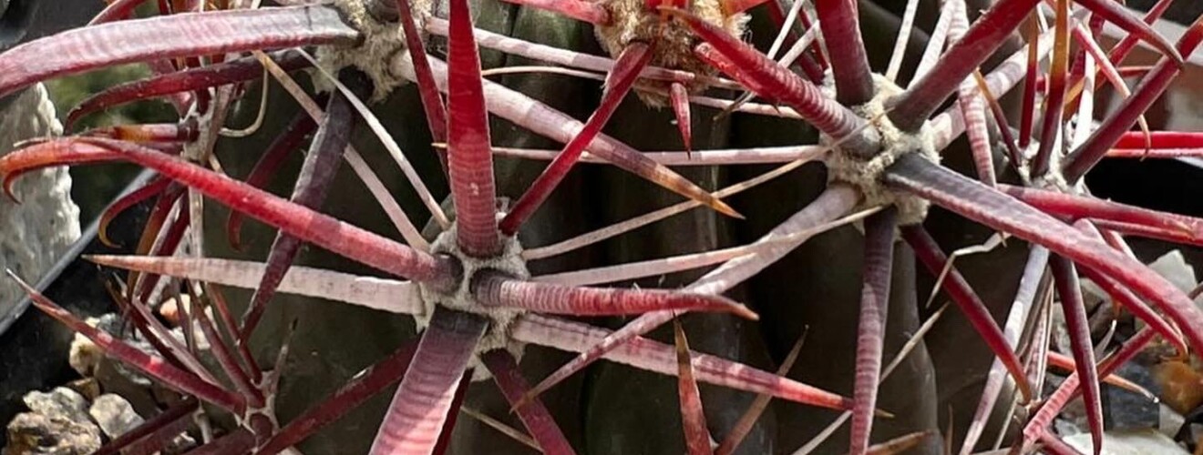 Ferocactus Gracilis ssp Coloratus