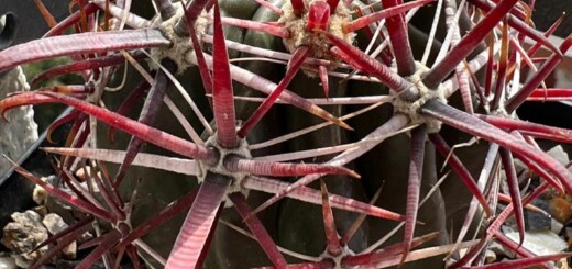 Ferocactus Gracilis ssp Coloratus