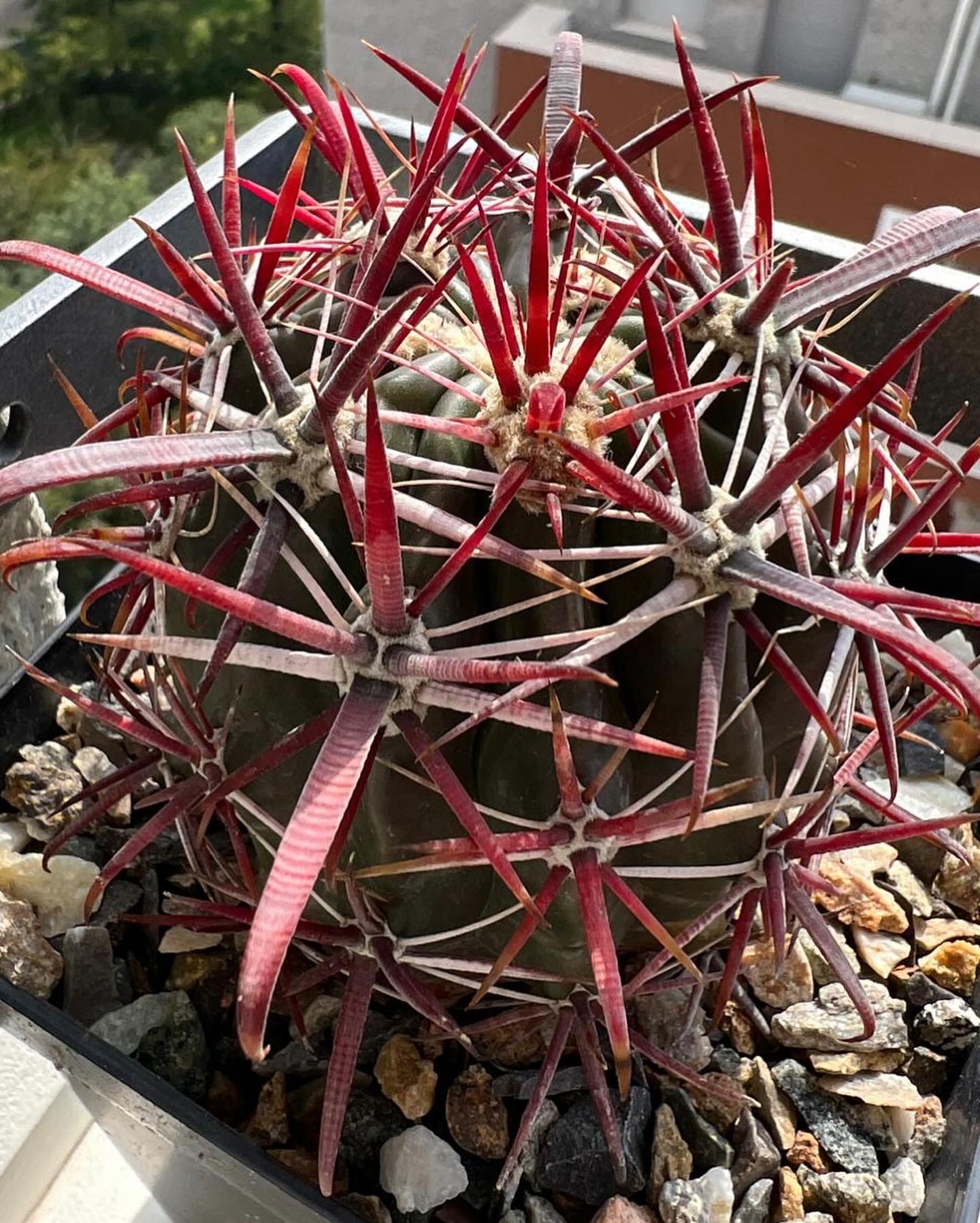 Ferocactus Gracilis ssp Coloratus