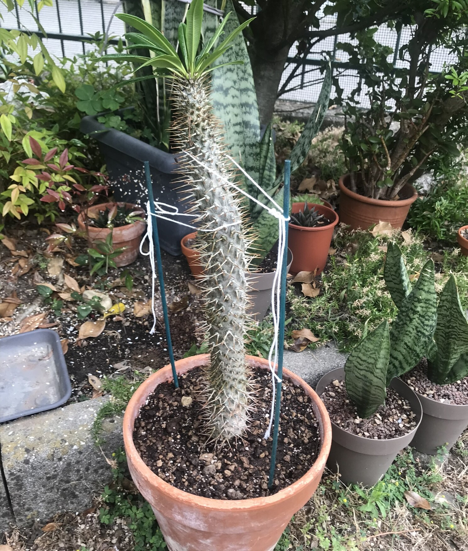 Pachypodium lamerei