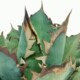 Agave titanota Red Catweezle