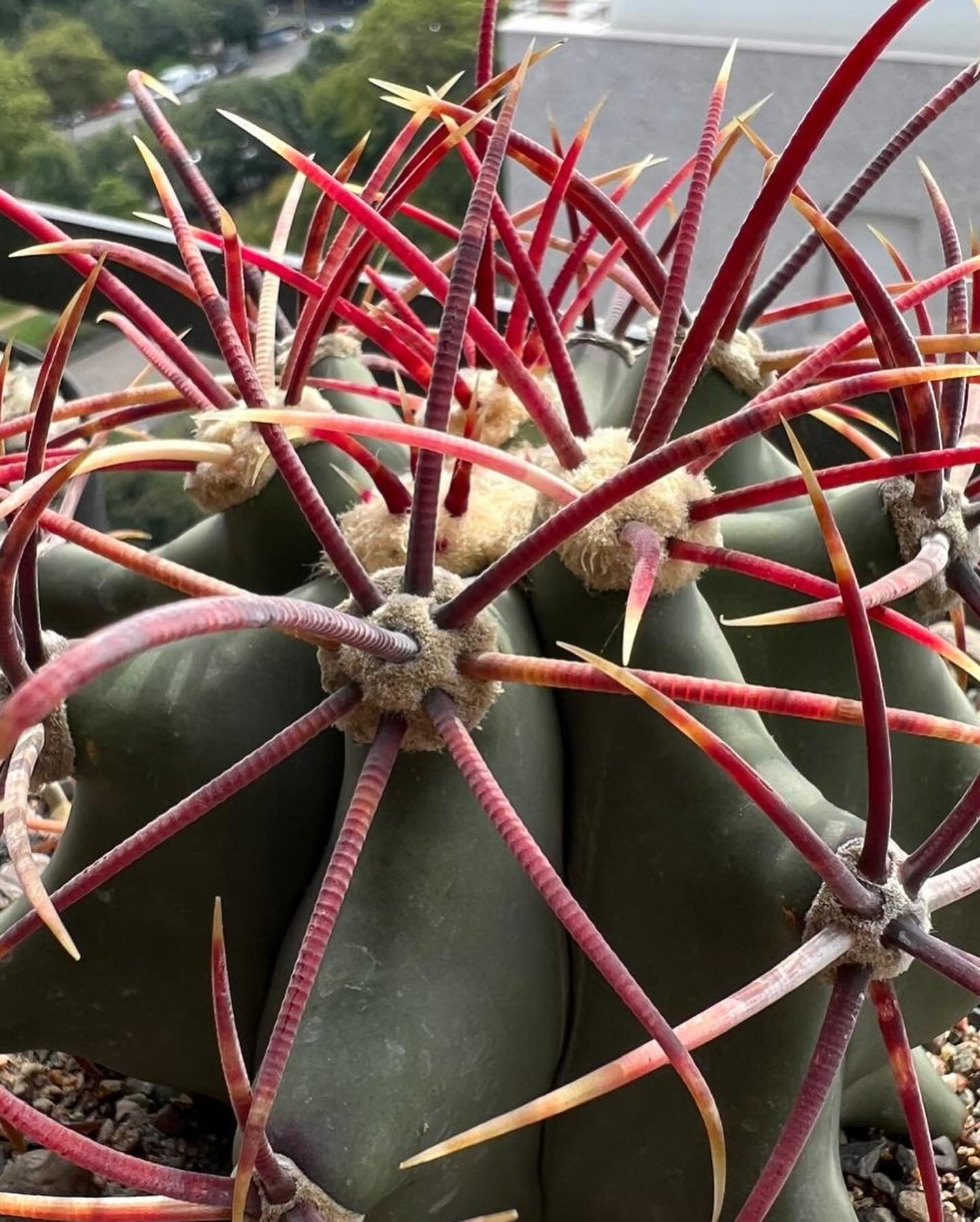 Ferocactus Emoryi