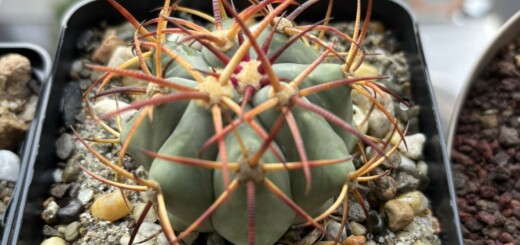 Echinocactus horizonthalonius (El Hundido)