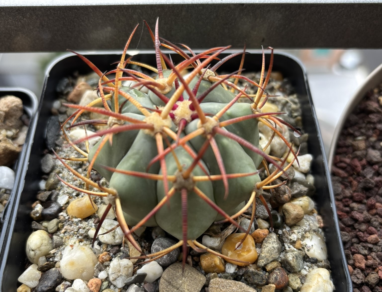 Echinocactus horizonthalonius (El Hundido)