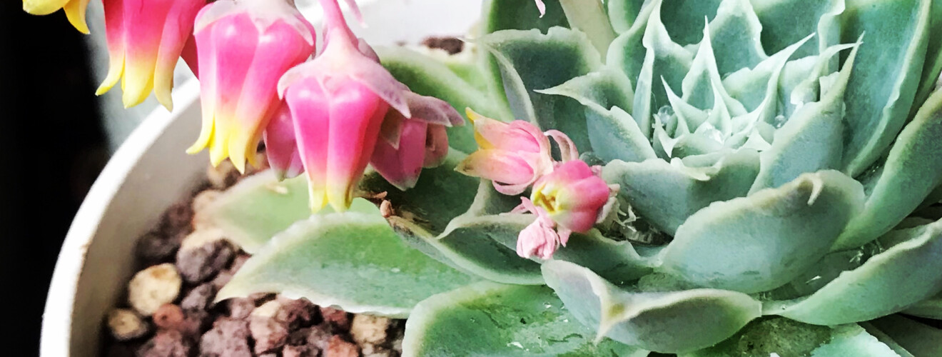 Echeveria simulans