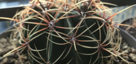 Ferocactus histrix