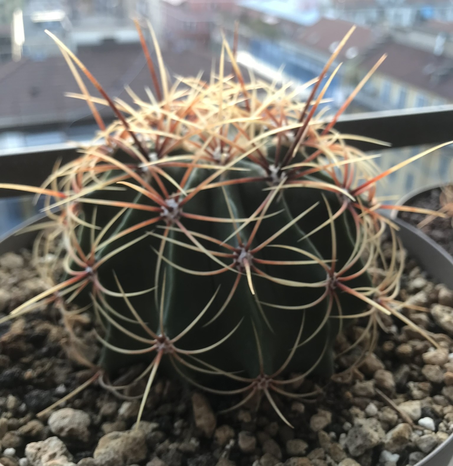 Ferocactus histrix