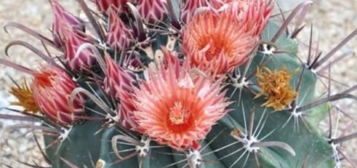 Ferocactus peninsulae