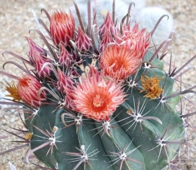 Ferocactus peninsulae