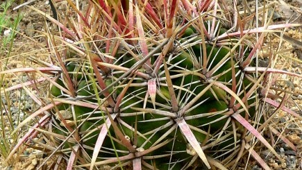 Ferocactus viridescens