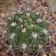 Gymnocalycium saglionis