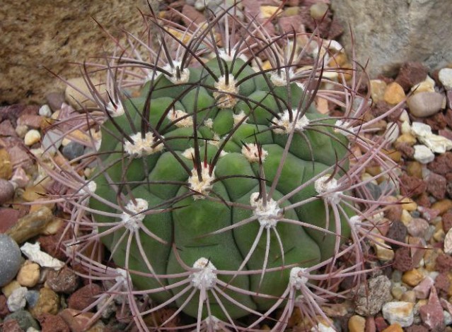 Gymnocalycium saglionis