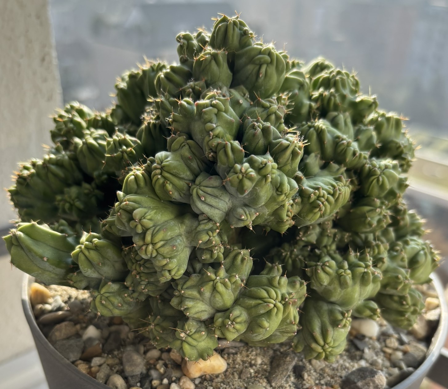 Myrtillocactus geometrizans cv. Strictum f. crestata