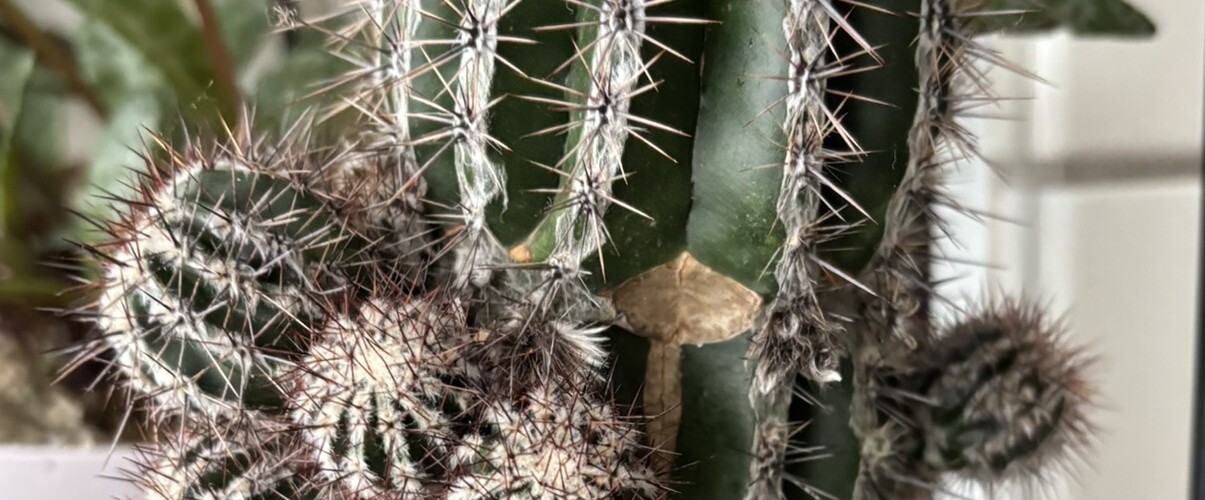 Echinopsis 'Haku-jo'