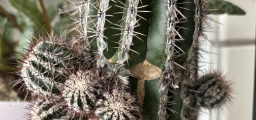 Echinopsis 'Haku-jo'