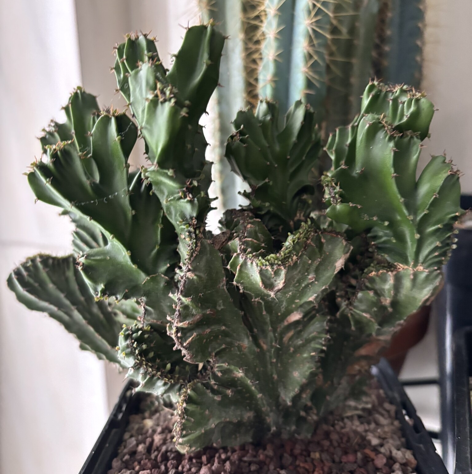 Euphorbia triangularis crestata