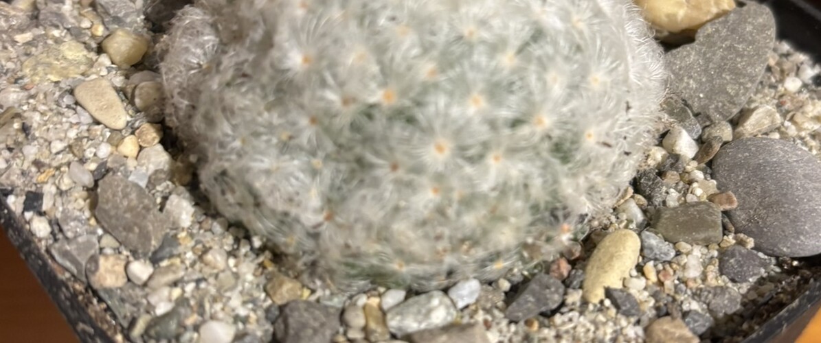 Mammillaria plumosa