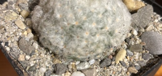 Mammillaria plumosa