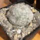 Mammillaria plumosa