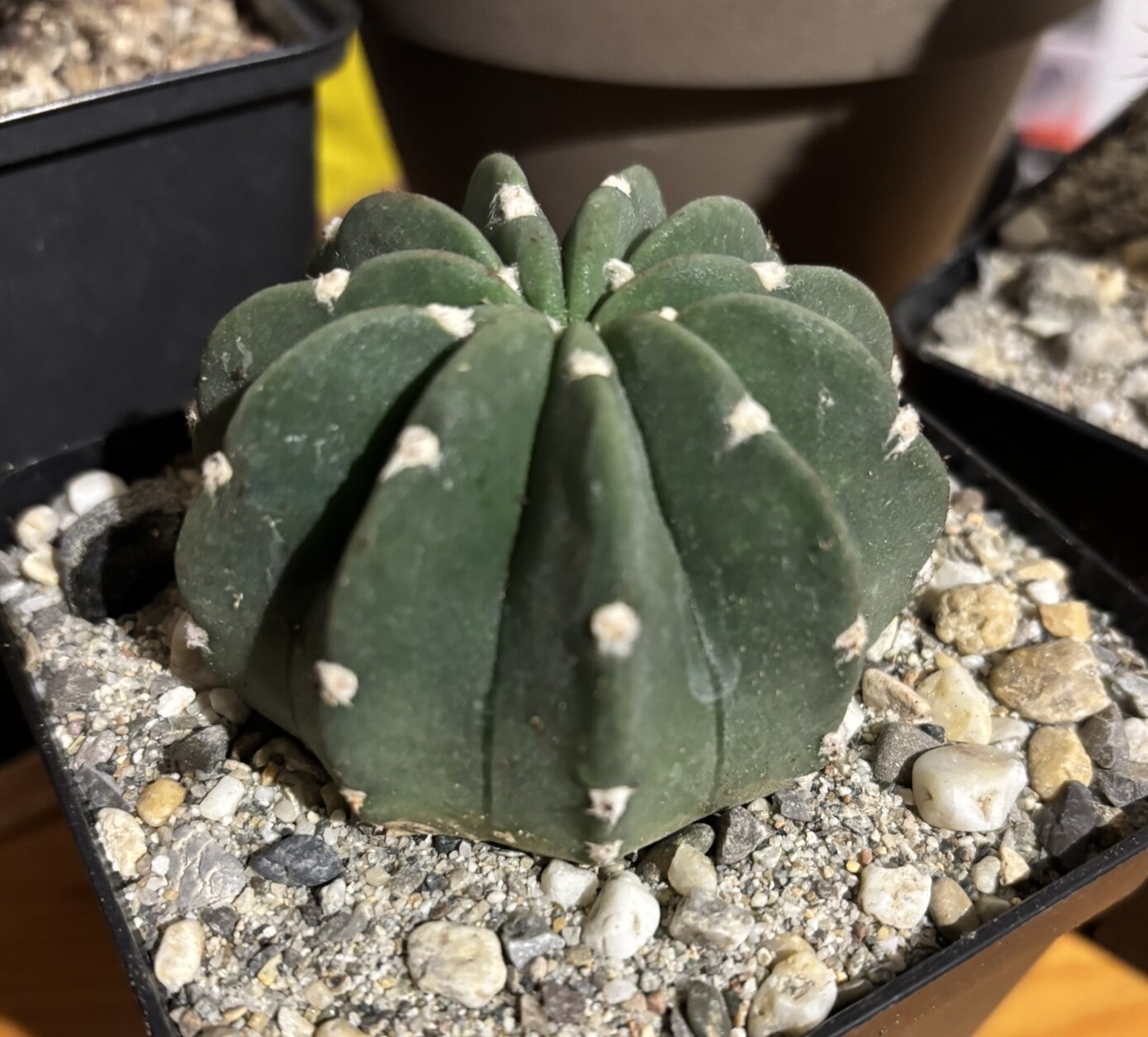 Echinopsis subdenudata