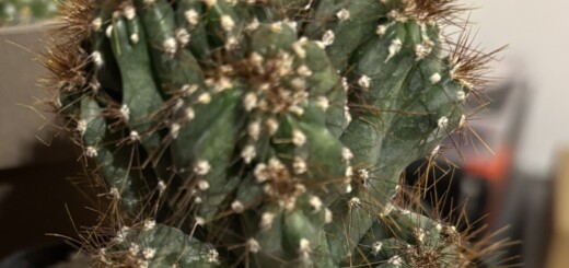 Cereus peruvianus f. mostruosav