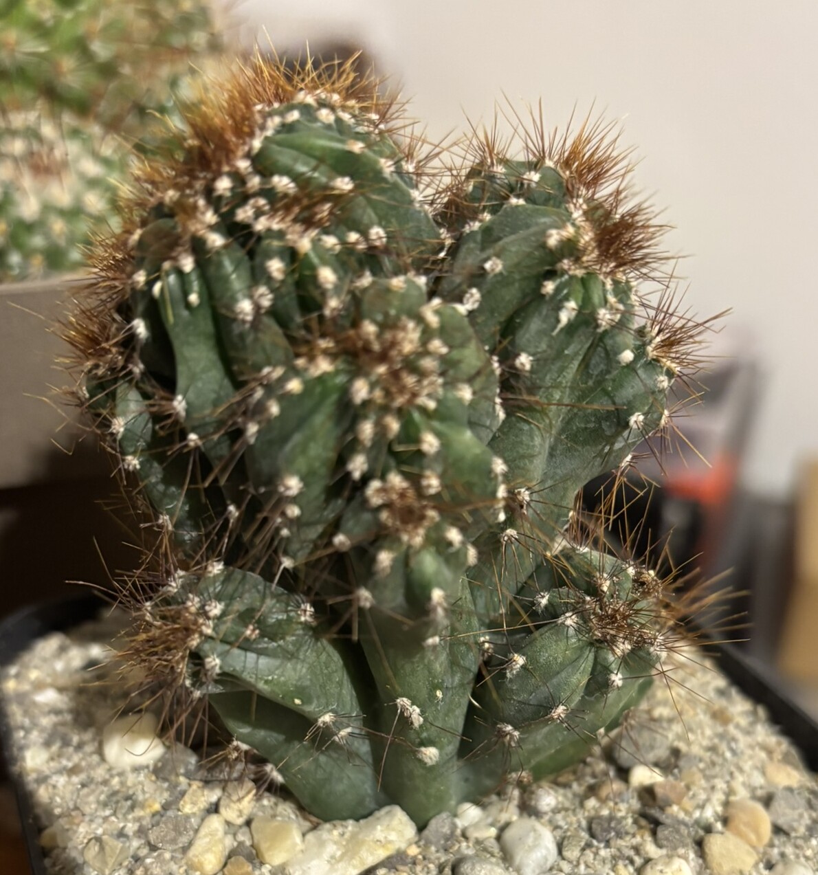 Cereus peruvianus f. mostruosav