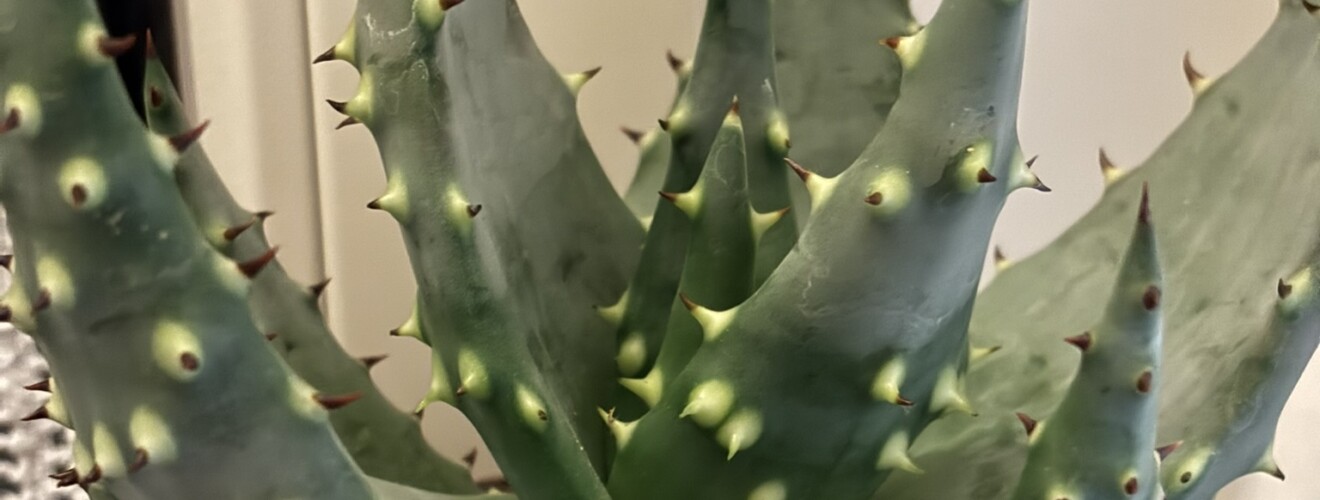 Aloe aculeata