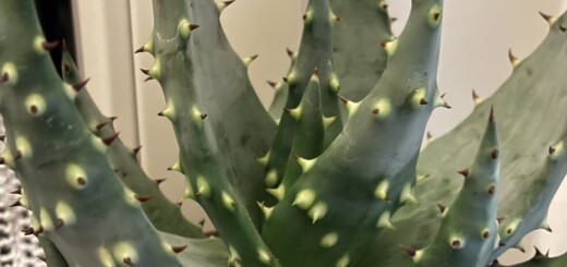 Aloe aculeata