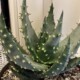 Aloe aculeata