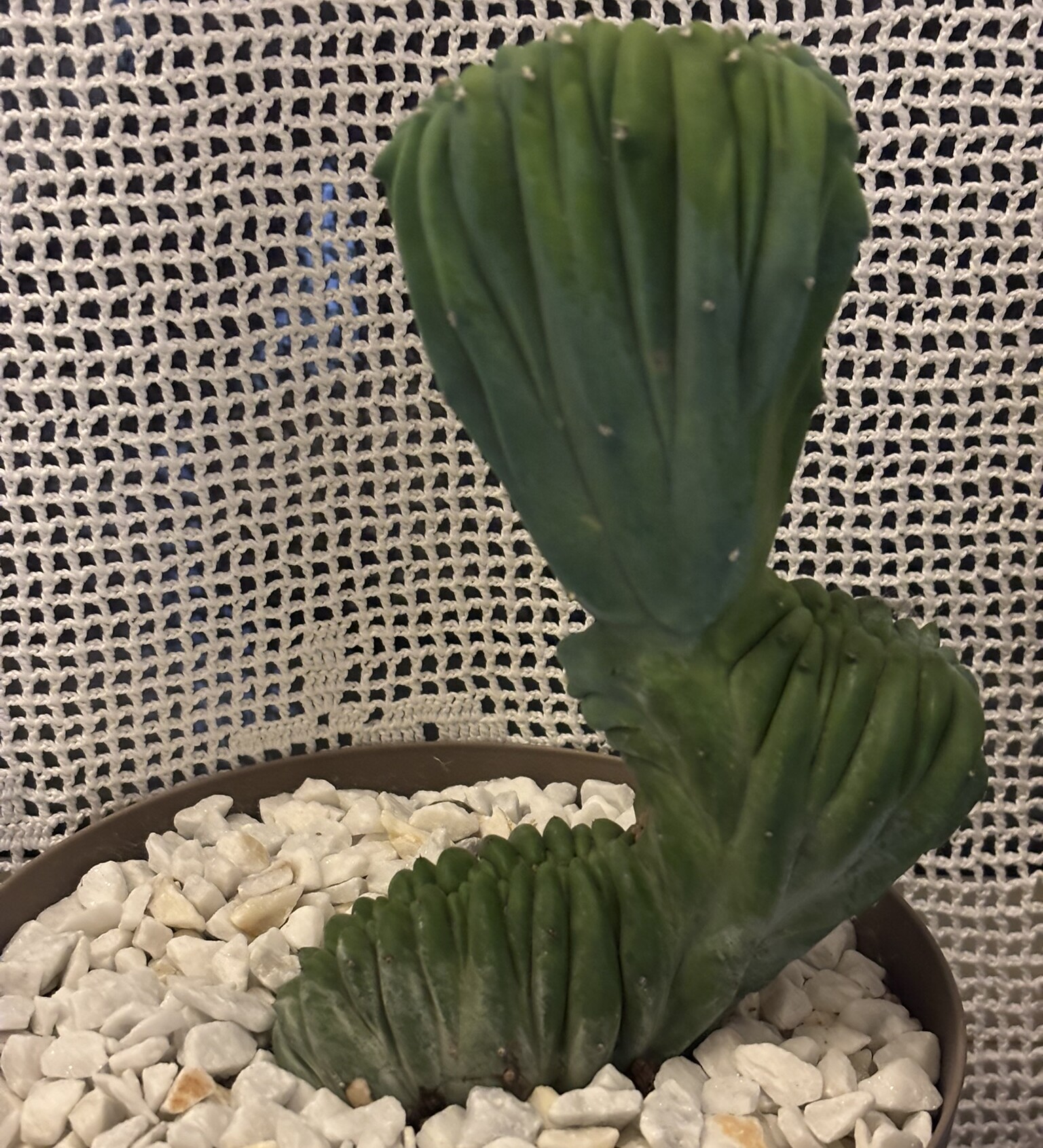 Myrtillocactus geometrizans f. crestata