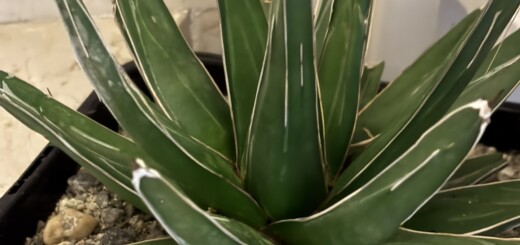 Agave Victoriae-Reginae