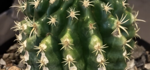 Echinocactus grusonii var. intermedius