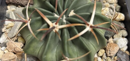 Echinocactus texensis