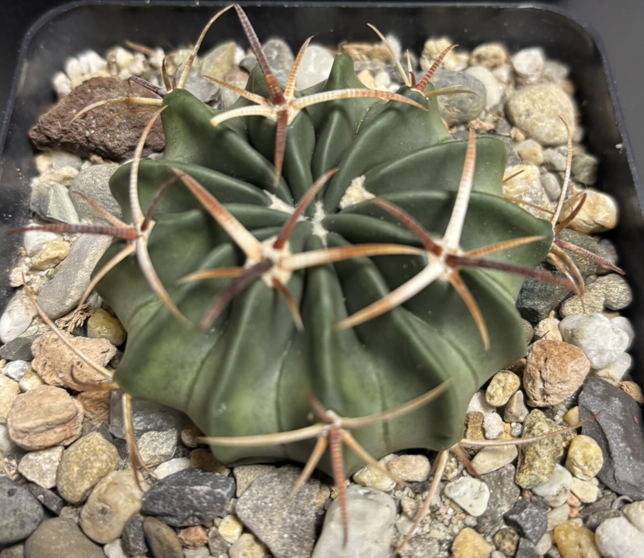 Echinocactus texensis