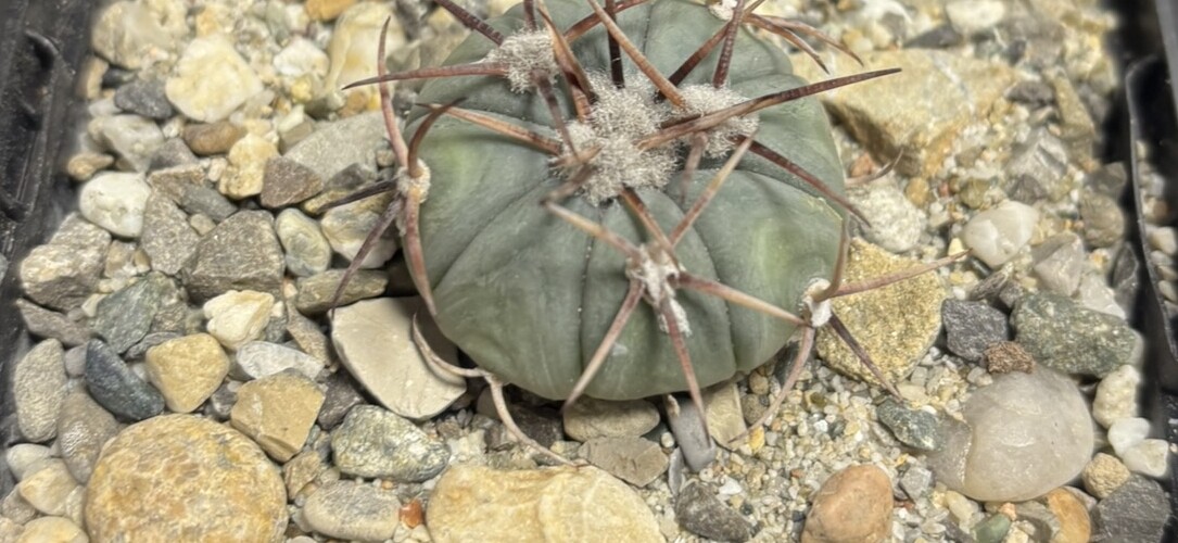 Echinocactus horizonthalonius La Apples