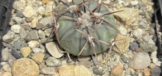 Echinocactus horizonthalonius La Apples