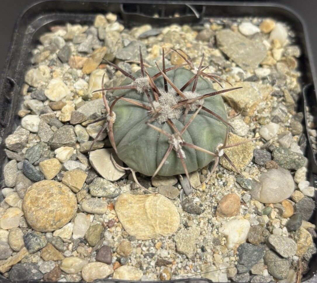 Echinocactus horizonthalonius La Apples