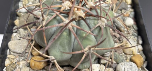 Echinocactus horizonthalonius (El Hundido)