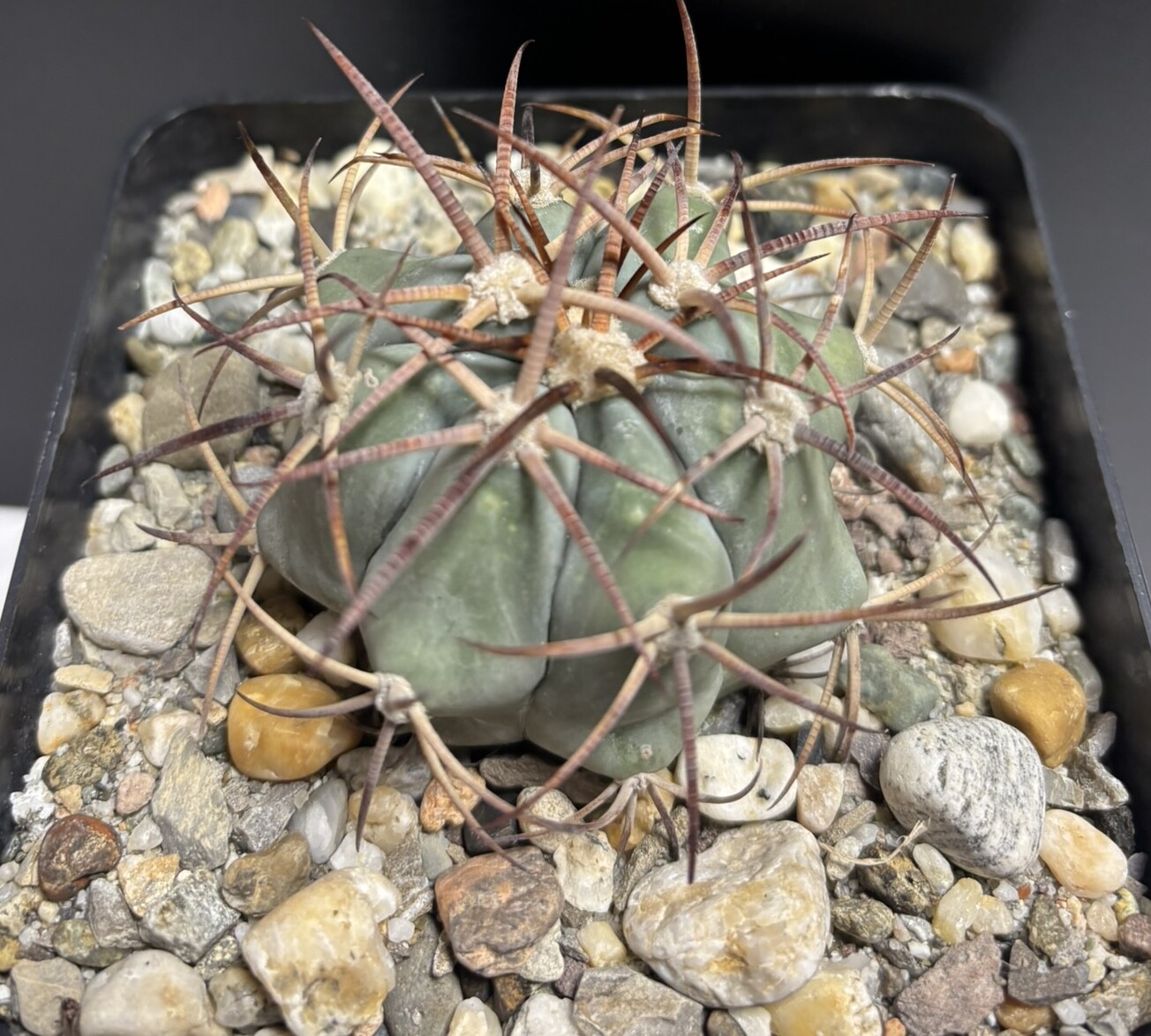 Echinocactus horizonthalonius (El Hundido)