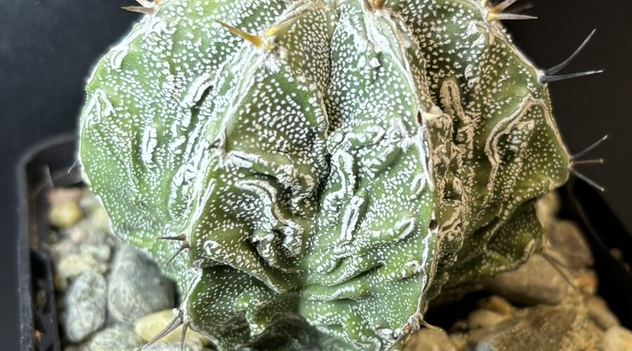 Astrophytum ornatum cv. fukuryu (Type B) Haku-jo