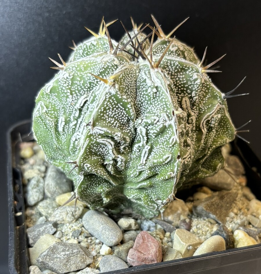 Astrophytum ornatum cv. fukuryu (Type B) Haku-jo