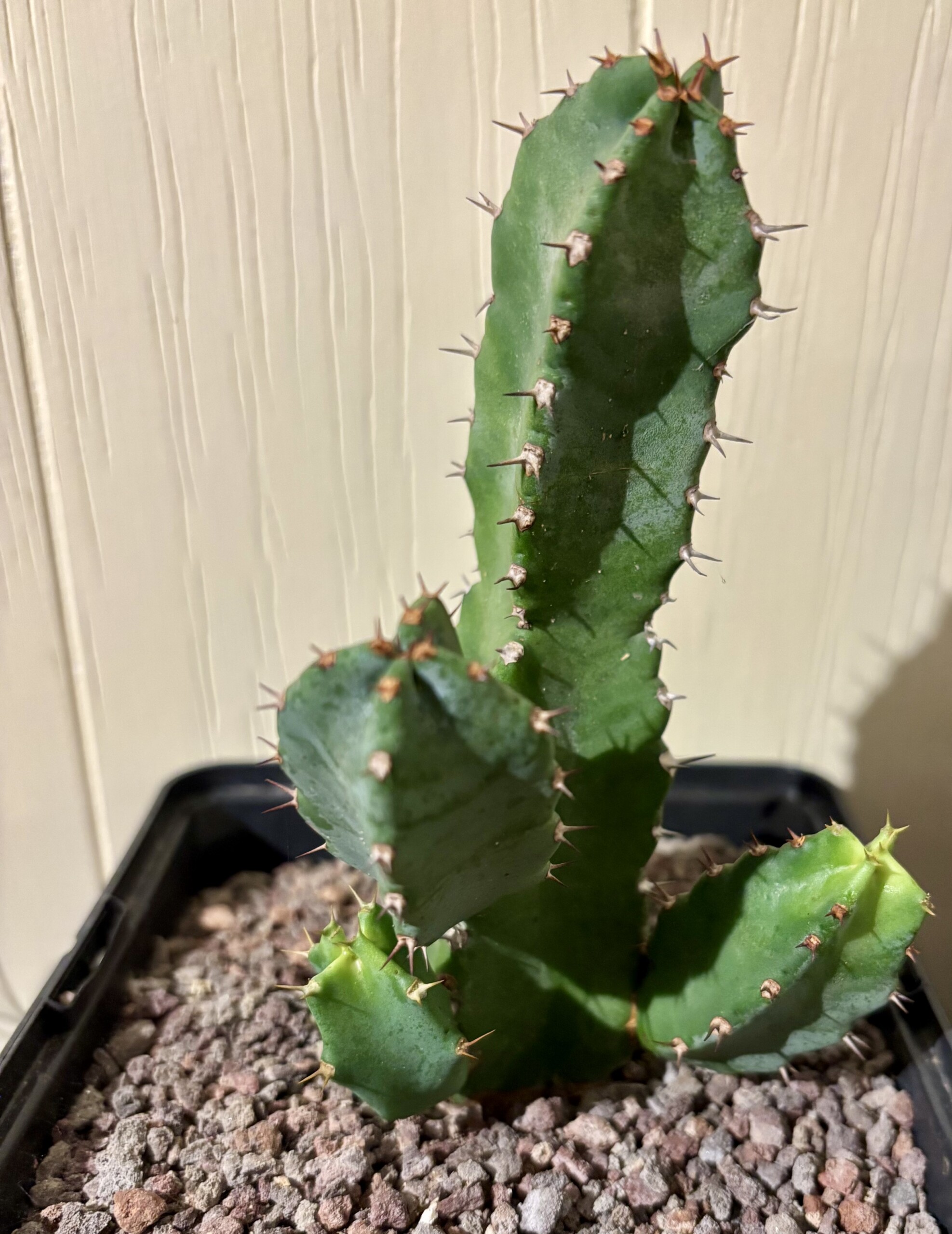 Euphorbia resinifera