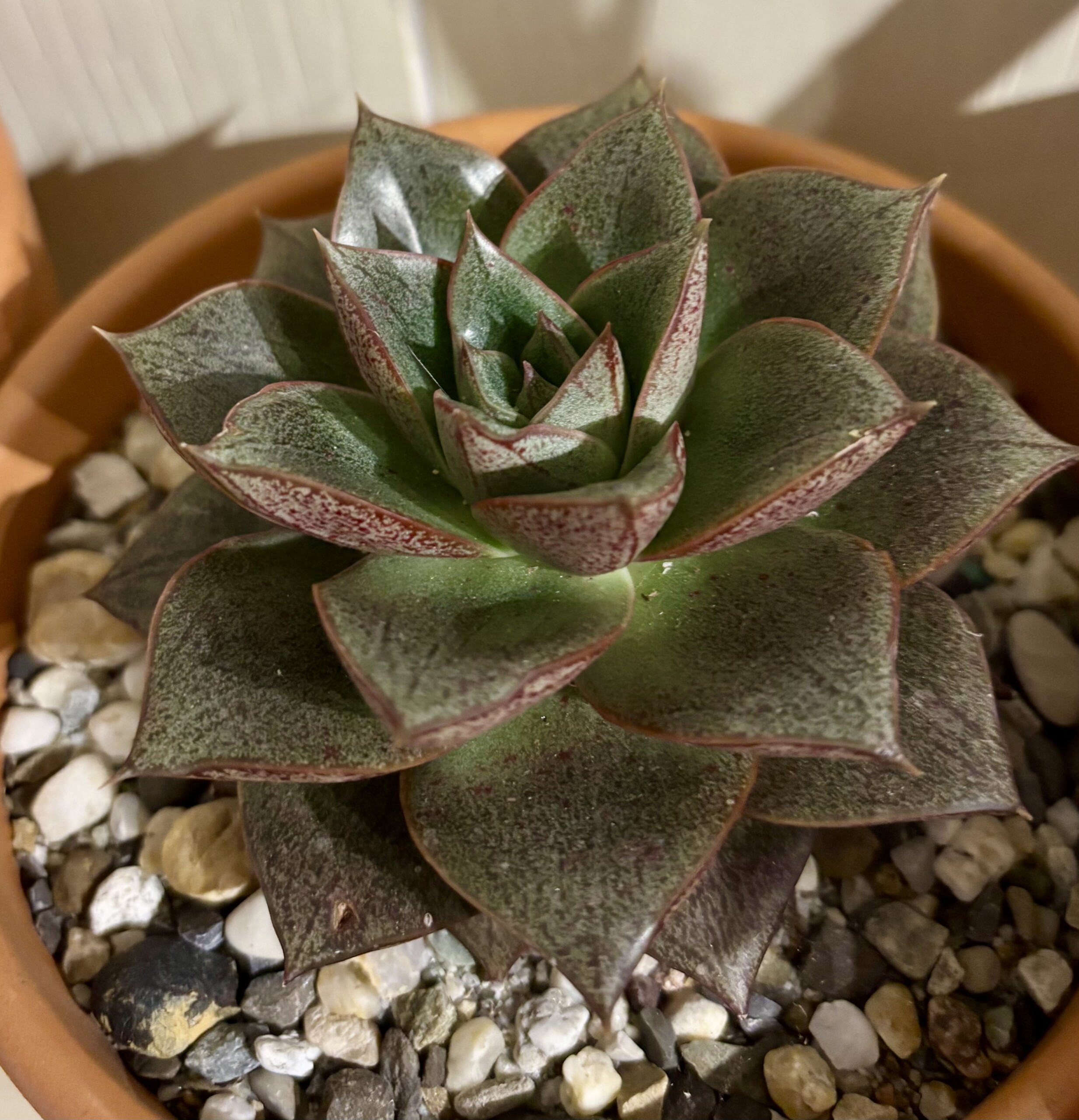 Echeveria Purpusorum