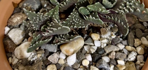 Faucaria tuberculosa