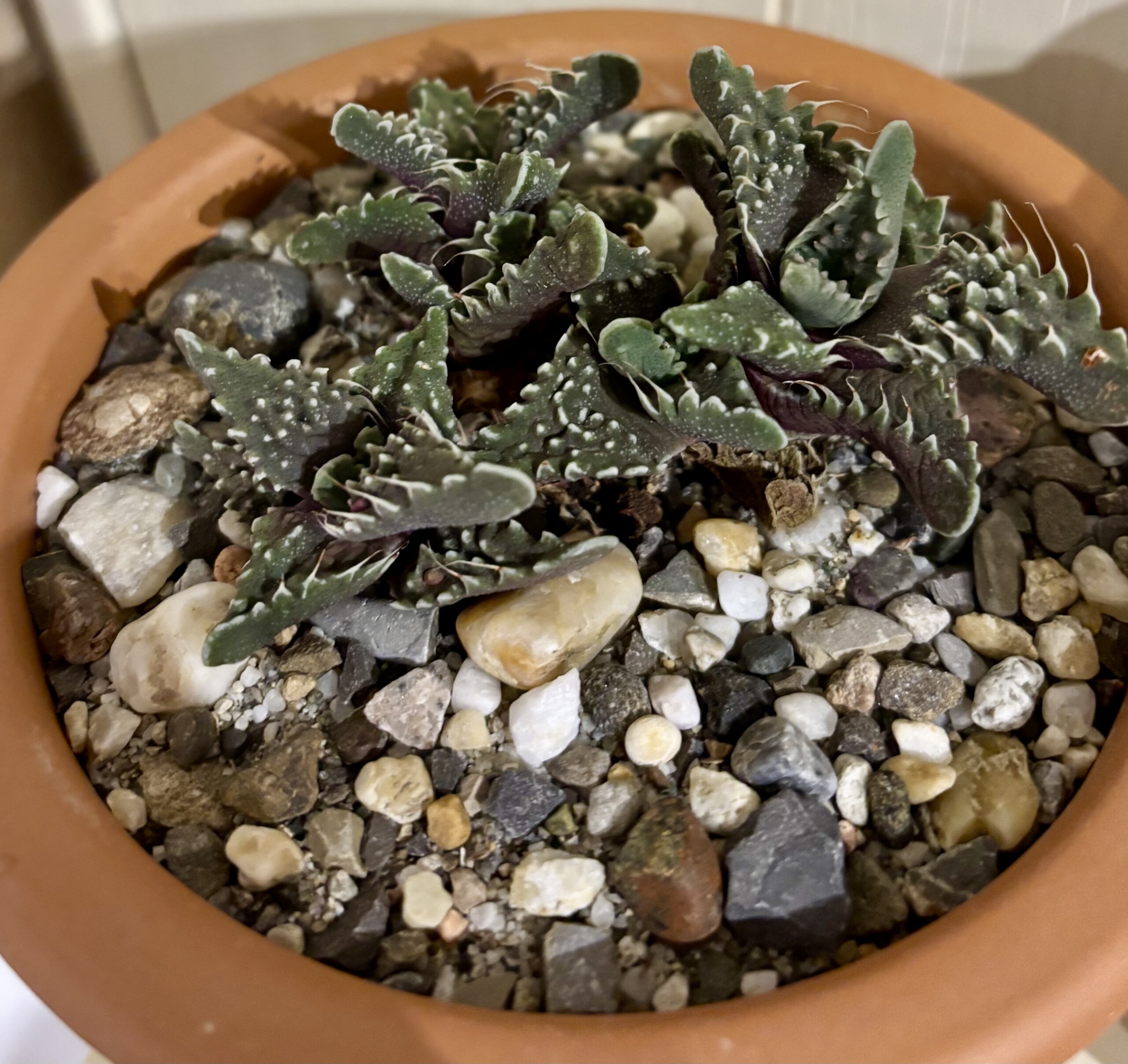 Faucaria tuberculosa