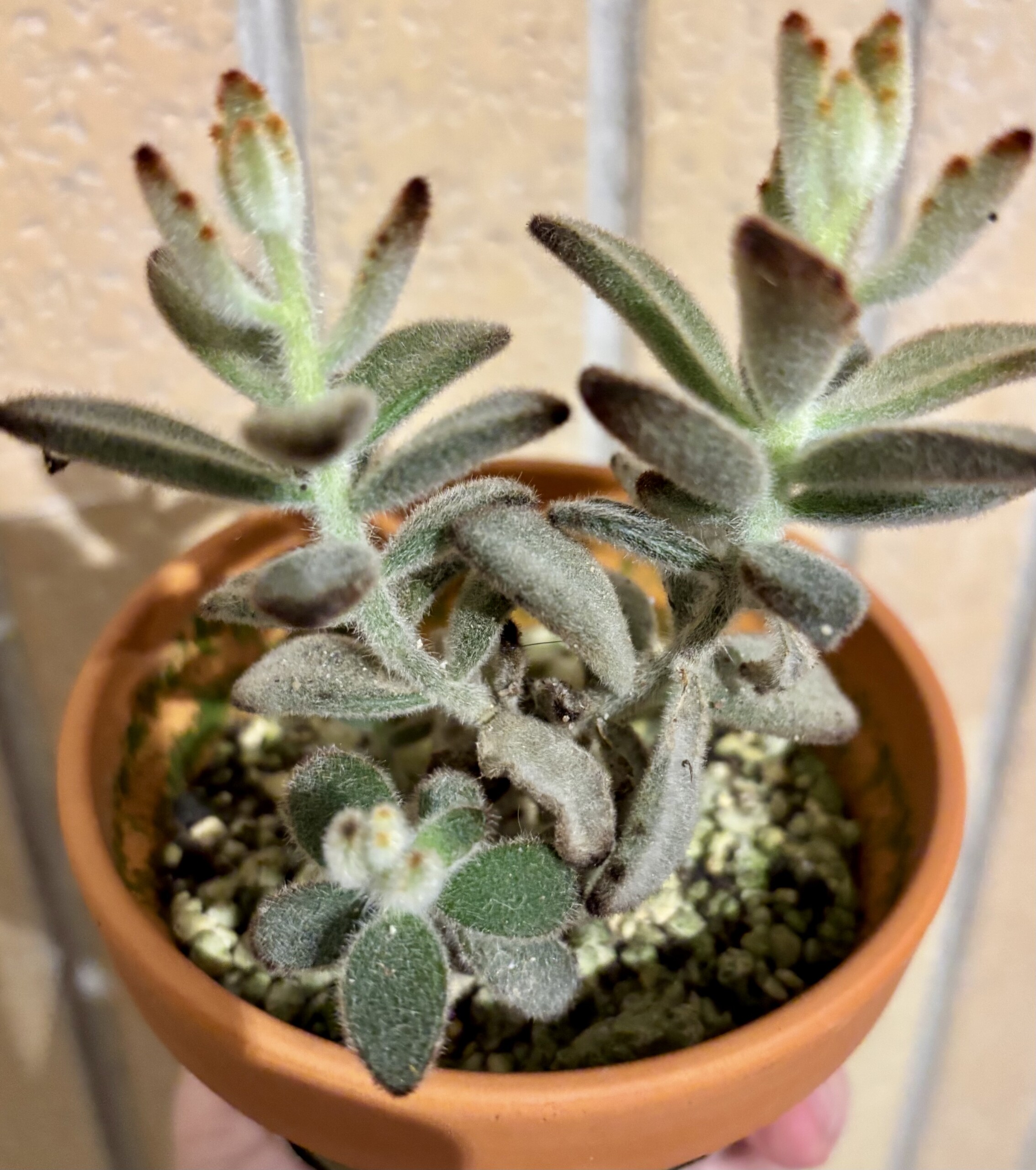 Kalanchoe tomentosa