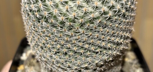 Mammillaria pseudoperbella