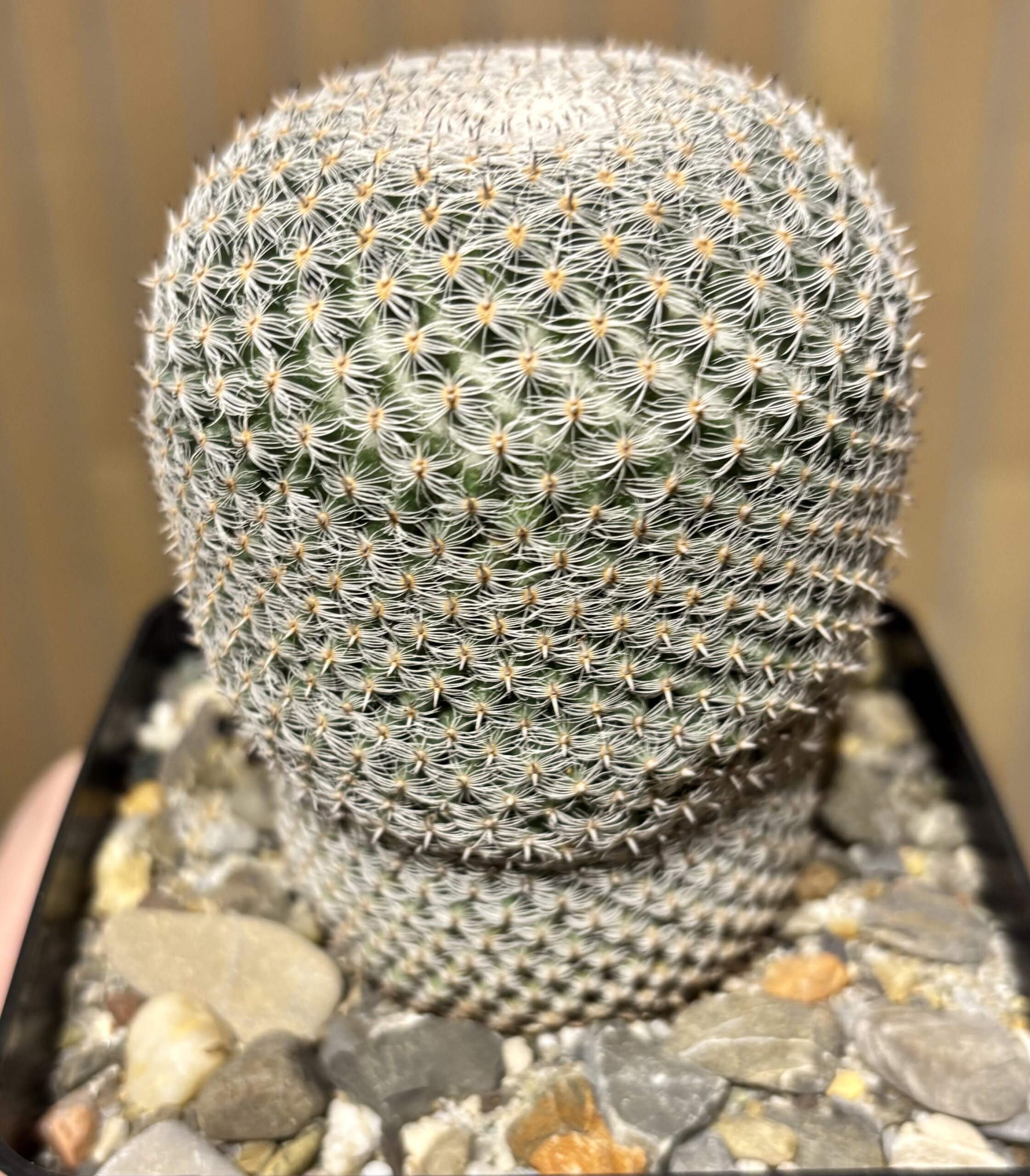 Mammillaria pseudoperbella