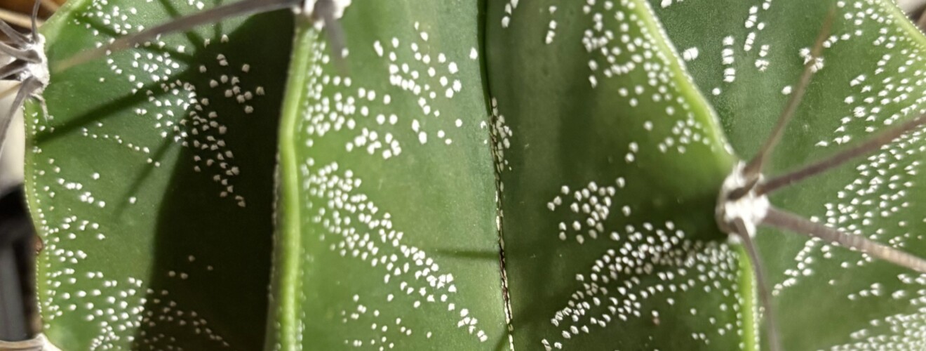 Astrophytum ornatum