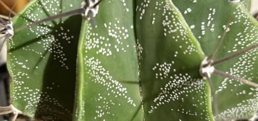 Astrophytum ornatum